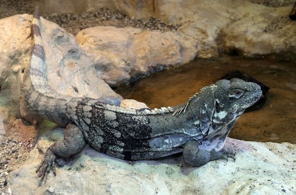 guana de órgano en Guatemala_