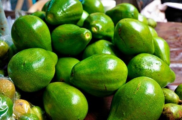 Tipos de aguacate en Guatemala