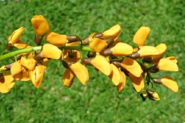 Árbol de hormigo en Guatemala