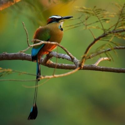 El ave Momot de corona azul-