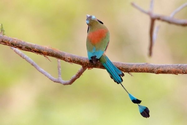 El ave Momot de corona azul..