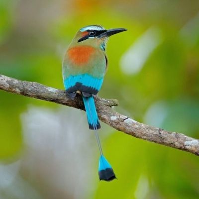 El ave Momot de corona azul_