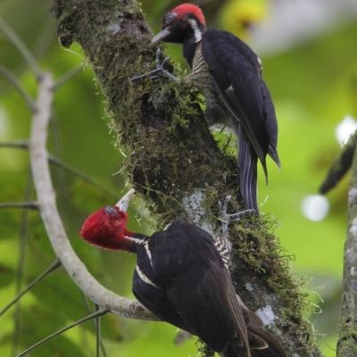 El pájaro picamaderos de Guatemala-