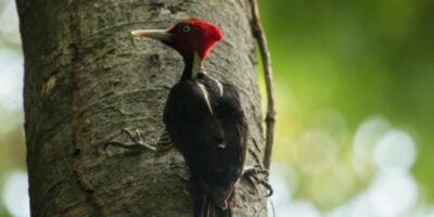 El pájaro picamaderos de Guatemala