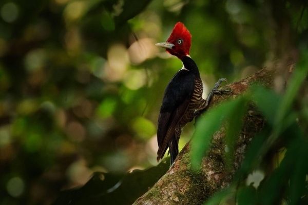 El pájaro picamaderos de Guatemala.