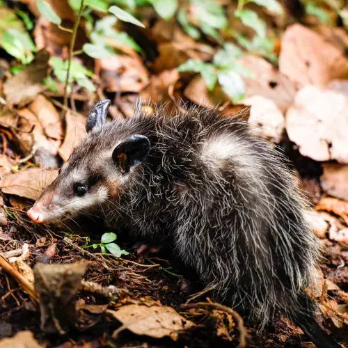 Especies de tacuacines en Guatemala