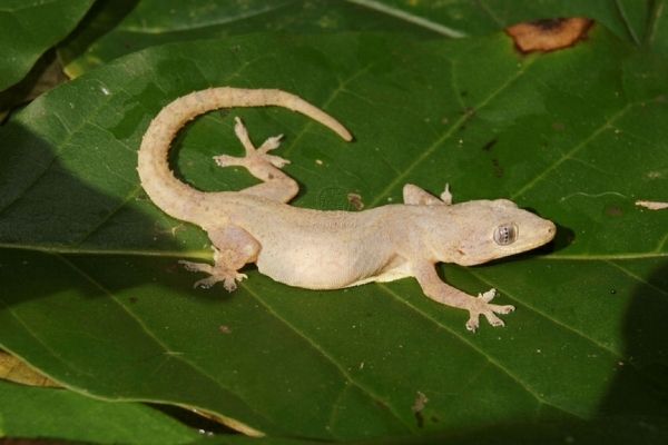 Gecko común en Guatemala -
