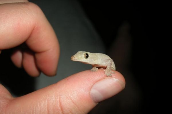Gecko común en Guatemala.