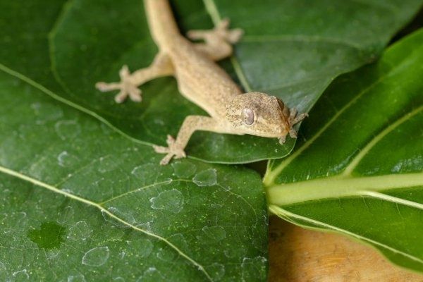 Gecko común en Guatemala_