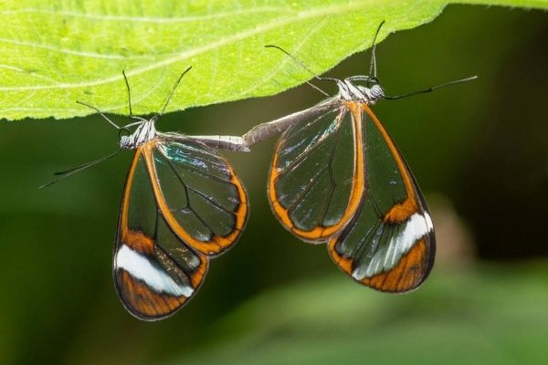 Mariposa alas de cristal en Guatemala-