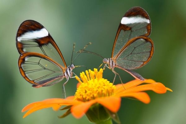Mariposa alas de cristal en Guatemala.