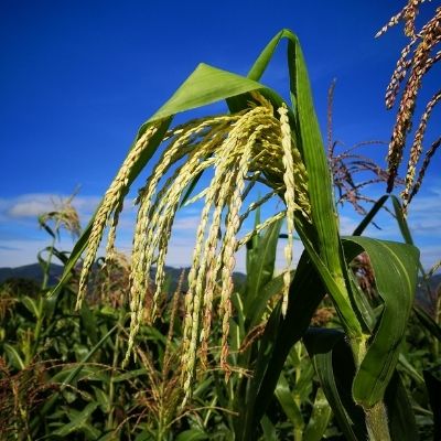 Por qué es tan importante la milpa en Guatemala-