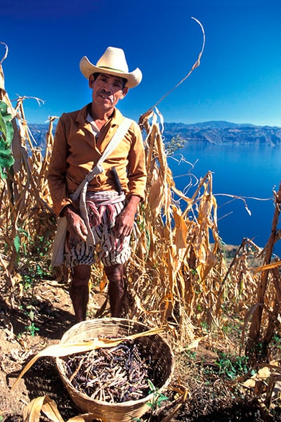 Por qué es tan importante la milpa en Guatemala_