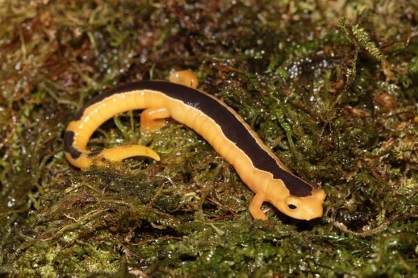 Salamandra trepadora de Jackson de Guatemala-