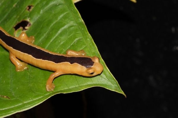 Salamandra trepadora de Jackson de Guatemala.