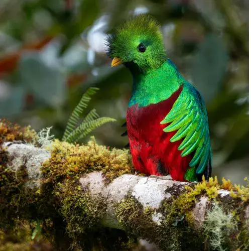 características de la especie quetzal en guatemala