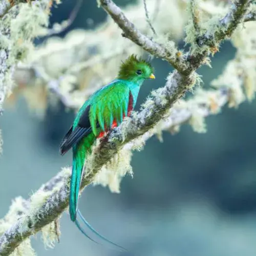 el quetzal guatemalteco