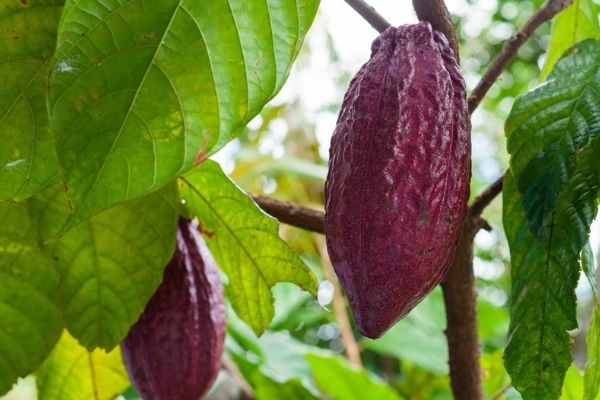 Árbol de Cacao en Guatemala-1