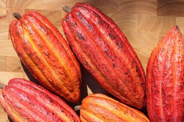 Árbol de Cacao en Guatemala.