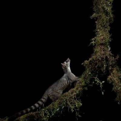 Cacomistle en Guatemala1