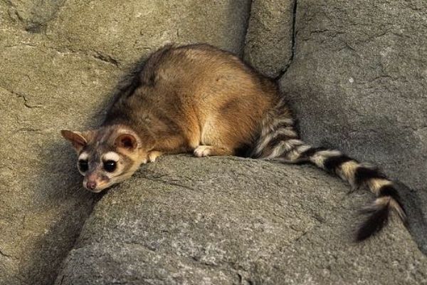 Cacomistle en Guatemala2
