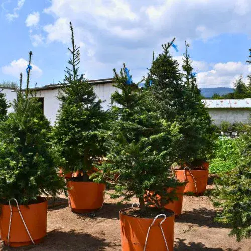 El árbol de pinabete en Guatemala