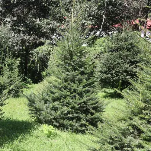El árbol de pinabete