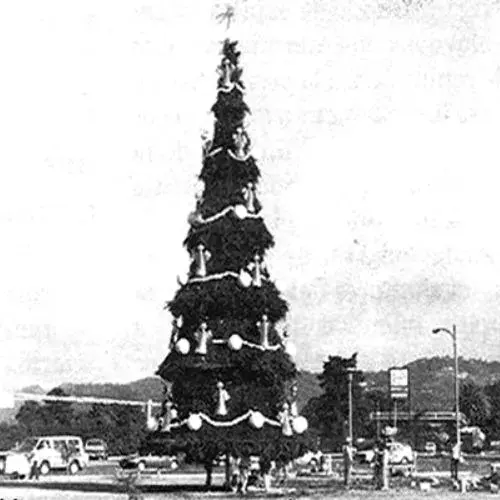 Historia del Árbol Gallo en Guatemala