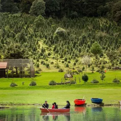 características del árbol de Pinabete