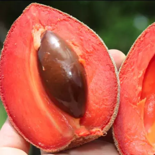 cómo es el sabor del zapote mamey en Guatemala