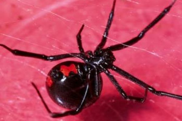 Araña Viuda Negra en Guatemala