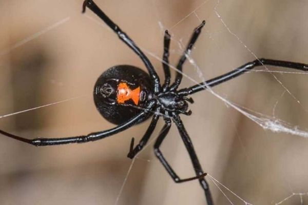 Araña Viuda Negra en Guatemala-02