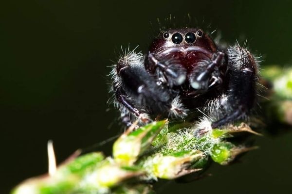 Araña saltarina en Guatemala-01