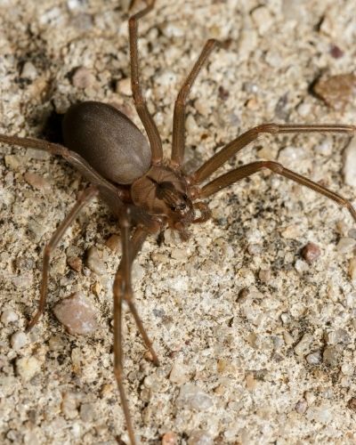 Araña violinista en Guatemala-01