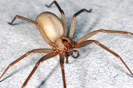 Araña violinista en Guatemala-02