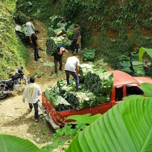 Características de la hoja de maxán