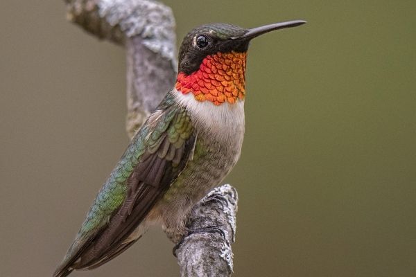 Colibrí de garganta roja en Guatemala-01