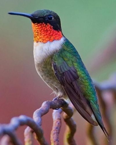 Colibrí de garganta roja en Guatemala-03