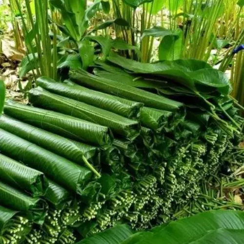 Hojas de Maxan Guatemala