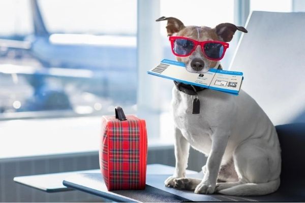 Requisitos para el ingreso de mascotas a Guatemala-01