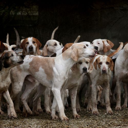 cuidar a las mascotas de la pirotecnia en Guatemala (1)