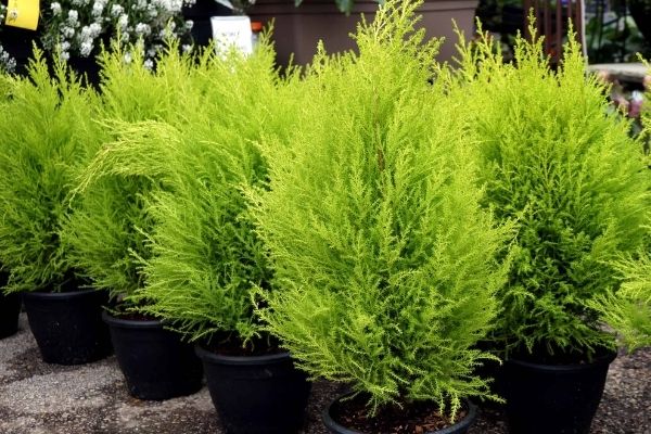 Árbol de Ciprés en Guatemala-01