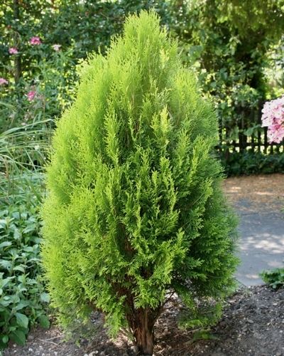 Árbol de Ciprés en Guatemala-02