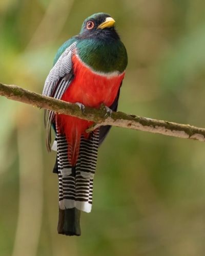 Ave quetzalillo en Guatemala-01