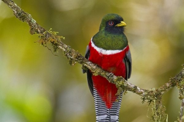 Ave quetzalillo en Guatemala-02