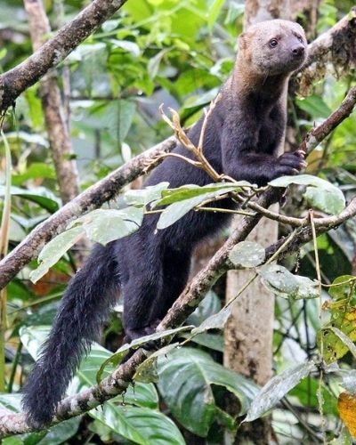 Comadreja cabeza de viejo en Guatemala-01