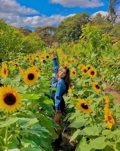 Flor de girasol en Guatemala-02