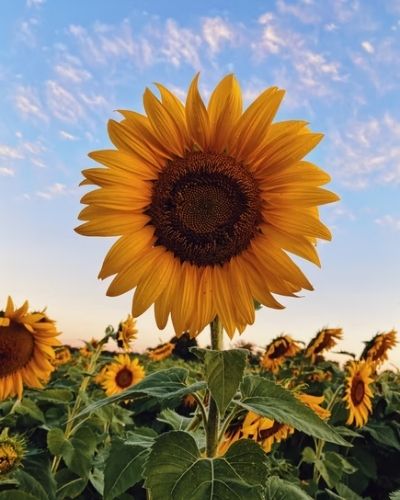 Flor de girasol en Guatemala-03