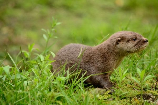 Nutria perro de agua en Guatemala-01