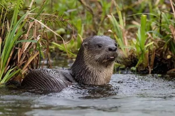 Nutria perro de agua en Guatemala-02